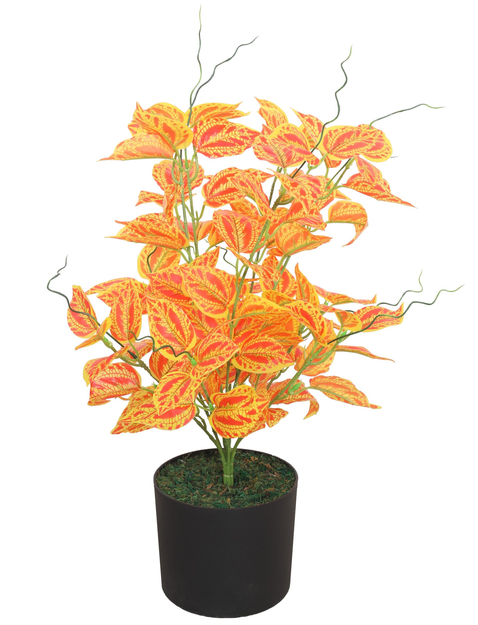 Artificial Caladium Plant Without Pot for Home and Office Decor (60 cm Tall)