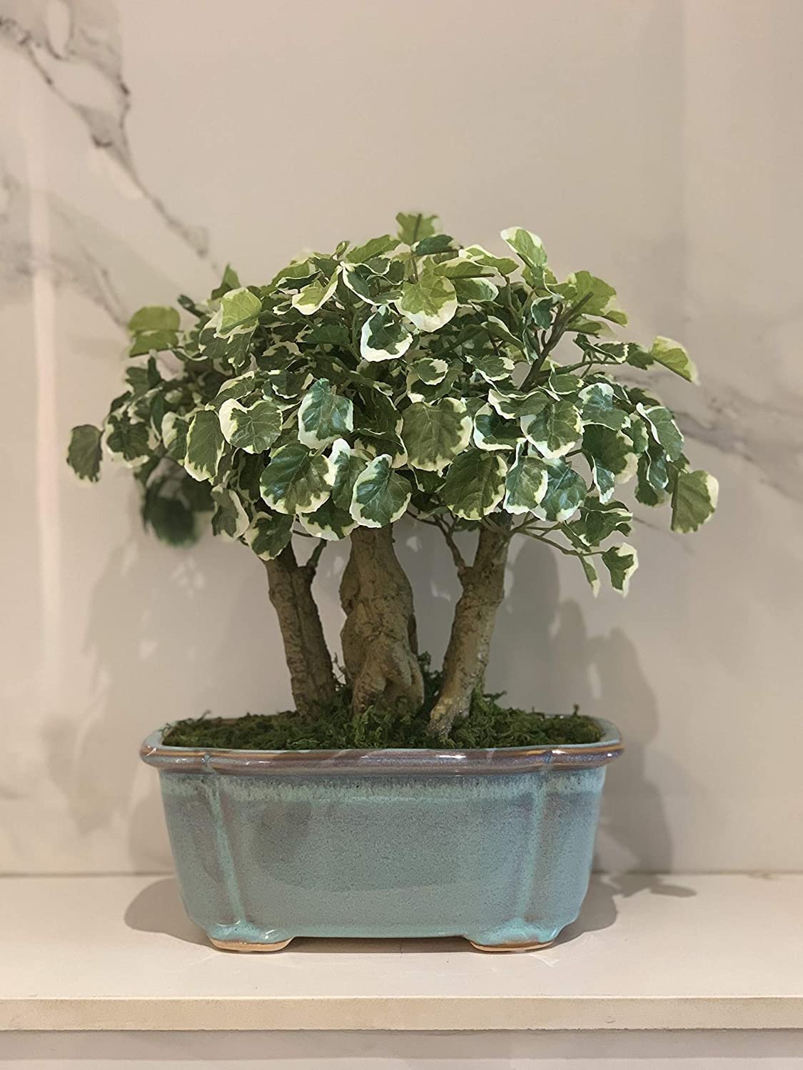 Deco World Polyscia Plant in Ceramic Pot (34 cm Tall)