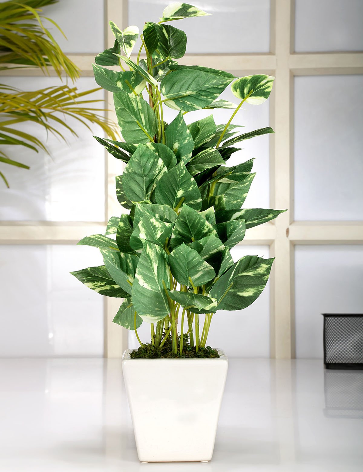 Deco World Pothos Plant in Ceramic Pot (50 cm Tall, Green)