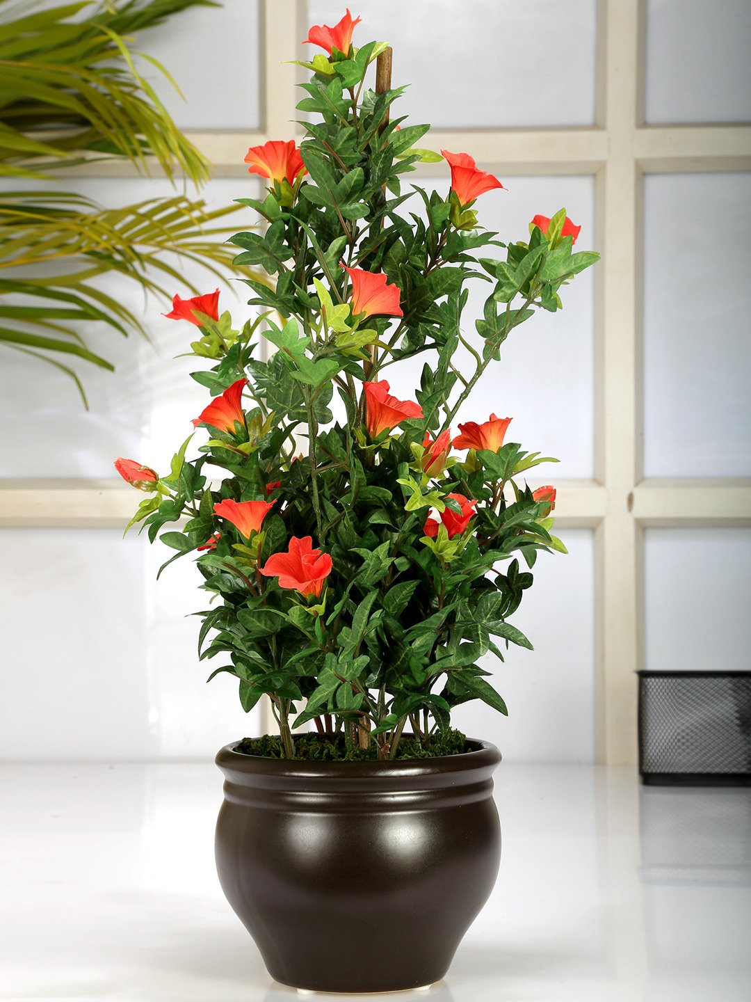 Deco World Premium Morning Glory Plant in Ceramic Pot (50 cm Tall)