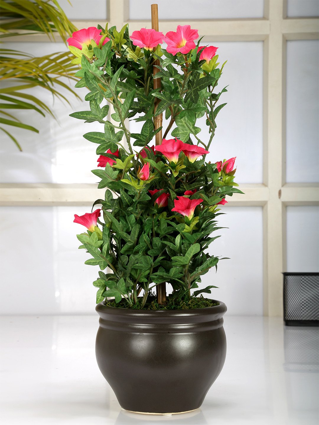 Deco World Premium Morning Glory Plant in Ceramic Pot (50 cm Tall)