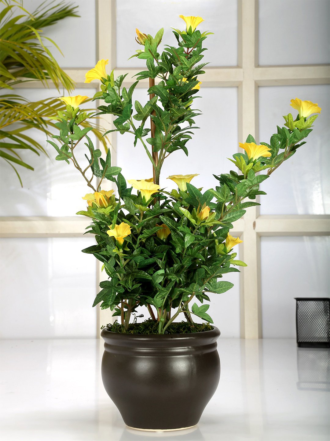 Deco World Premium Morning Glory Plant in Ceramic Pot (50 cm Tall)