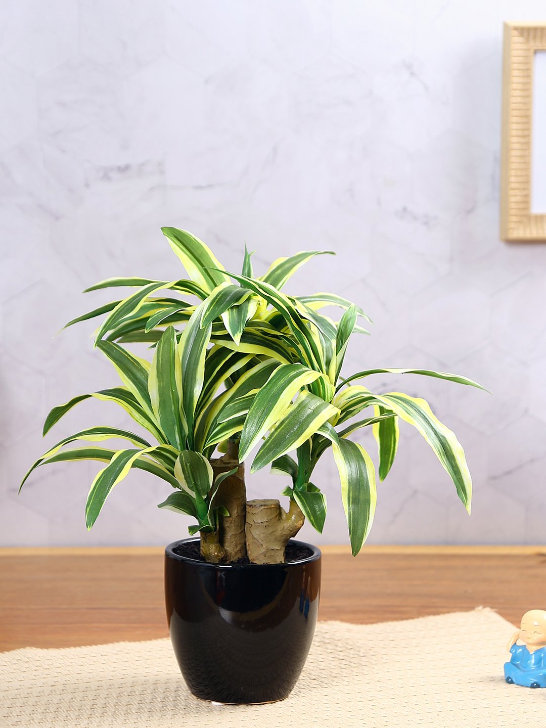 Deco World Dracaena Plant in Ceramic Pot (35 cm Tall)