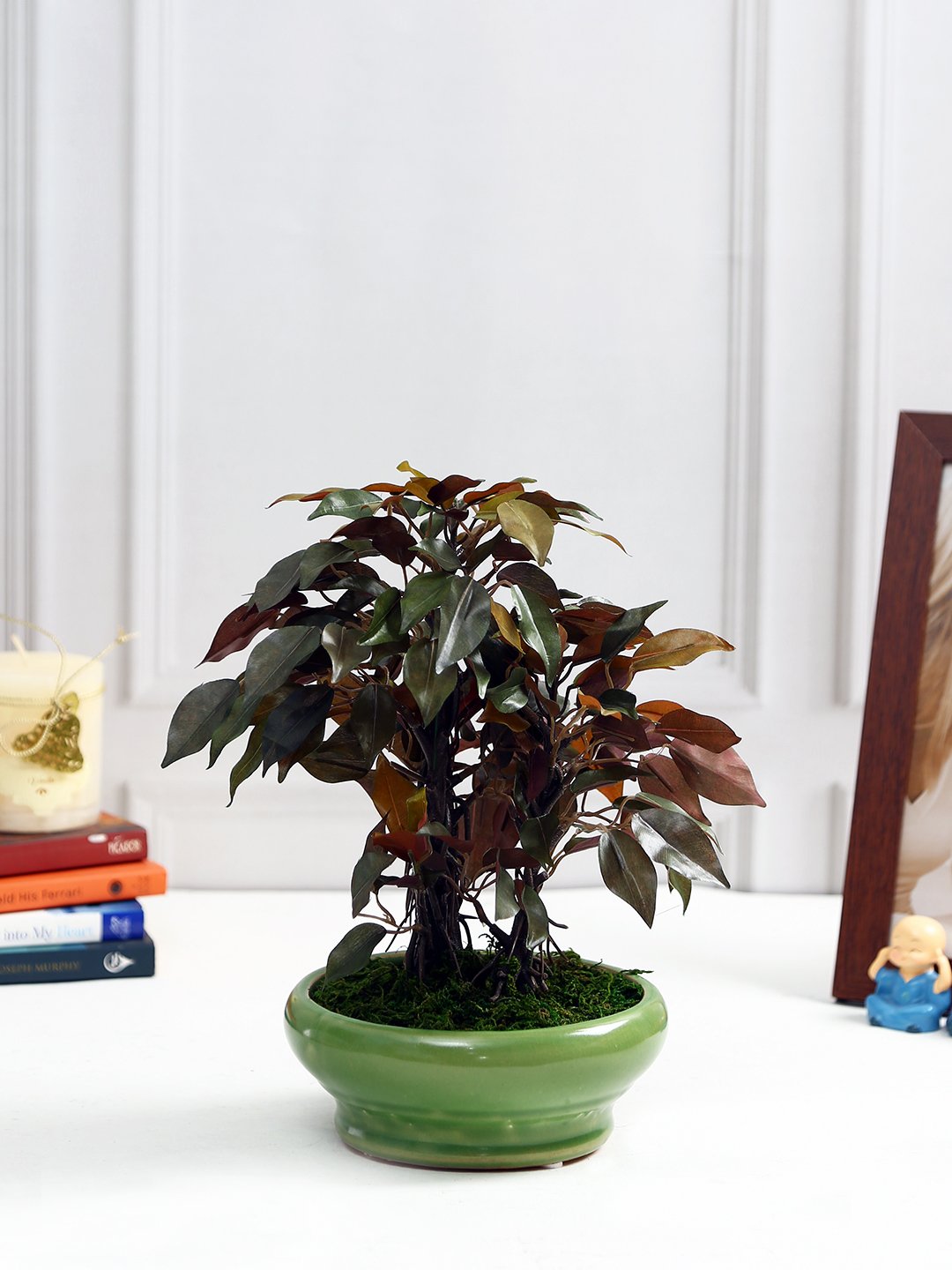 Deco World Ficus Plant in Ceramic Pot (29 cm Tall)