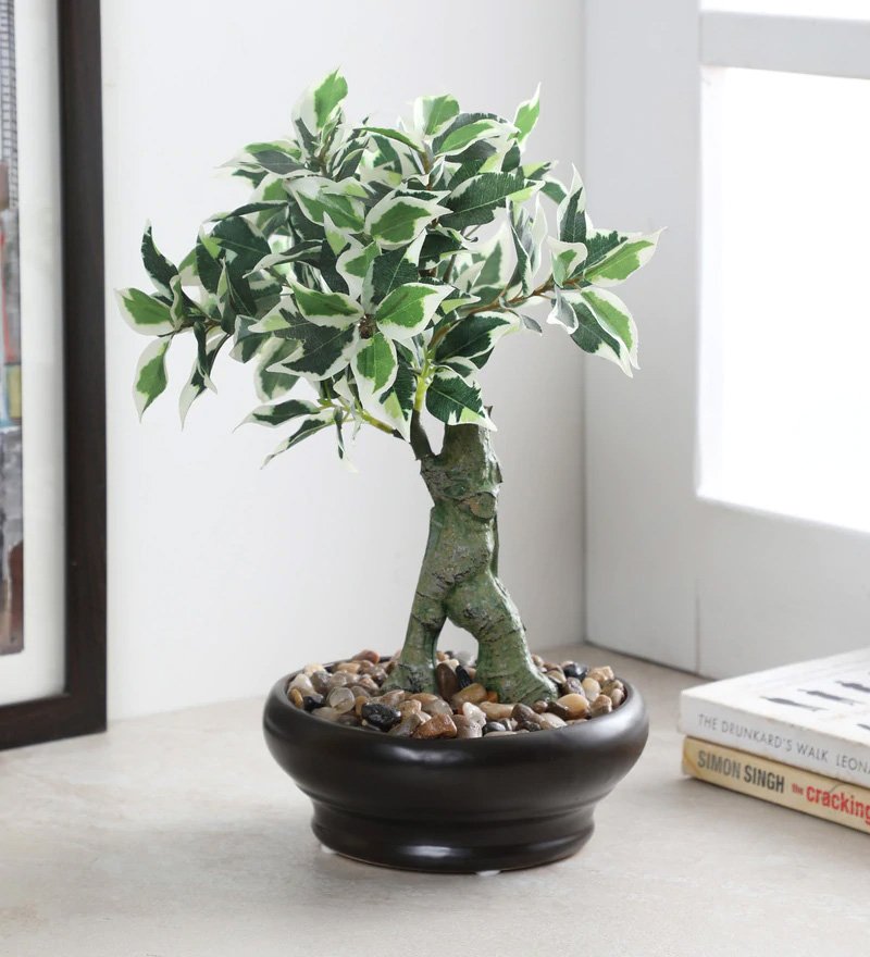 Deco World  Ficus Plant in Ceramic Pot (32 cm Tall)