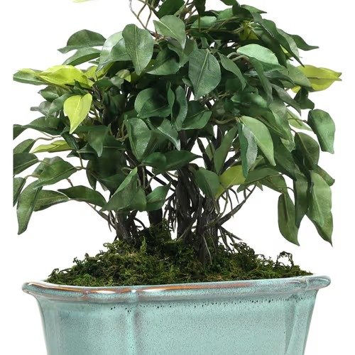 Deco World Ficus Plant in Ceramic Pot (34 cm Tall)