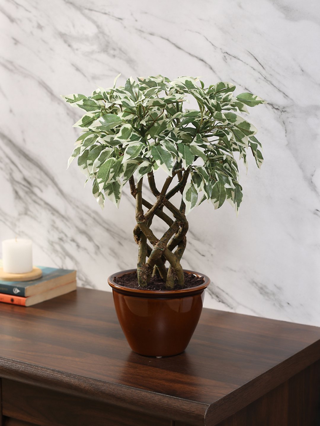 Deco World Ficus Plant in Ceramic Pot (41 cm Tall)