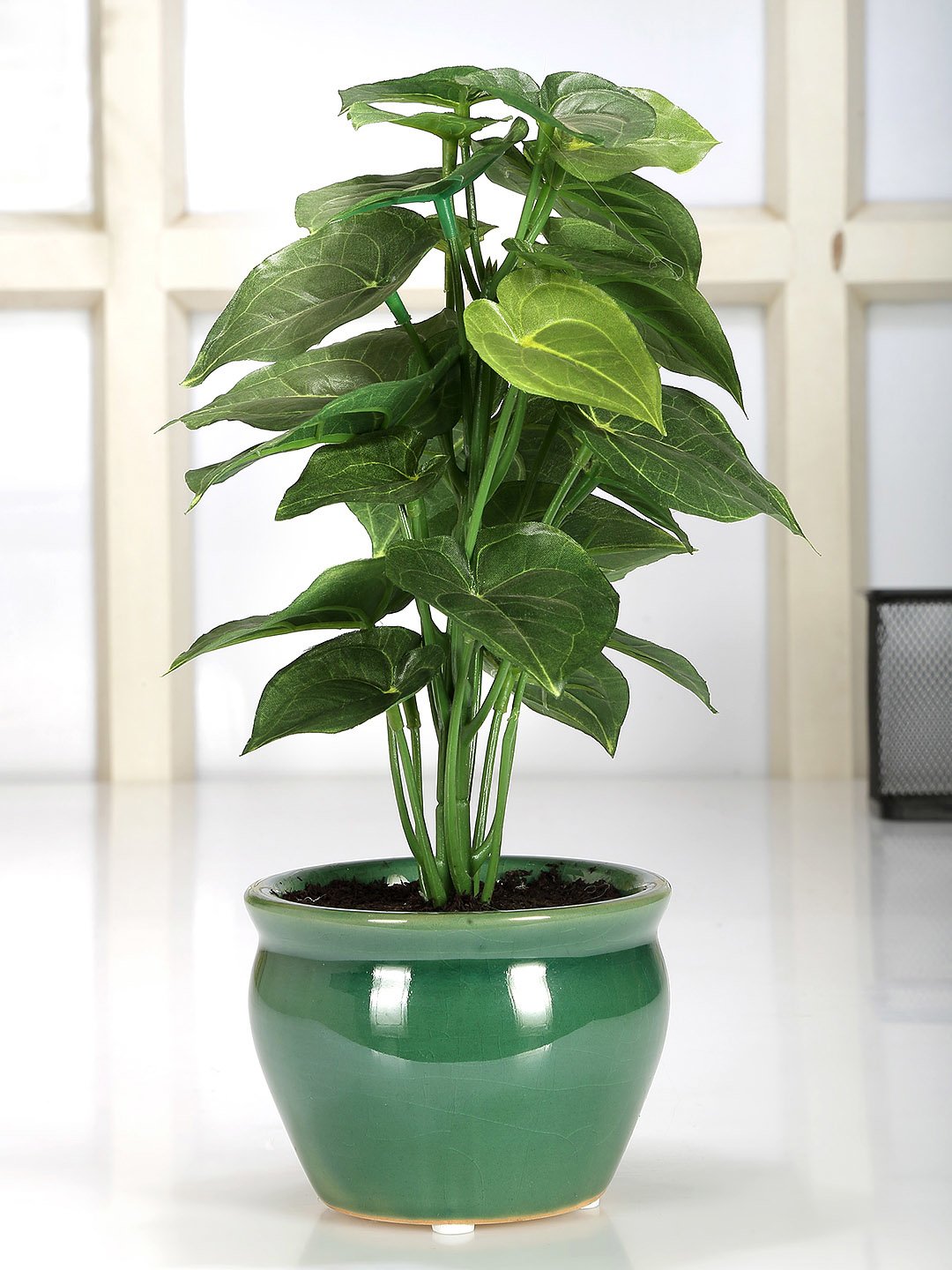 Deco World Jatropha Plant in Ceramic Pot (28 cm Tall)