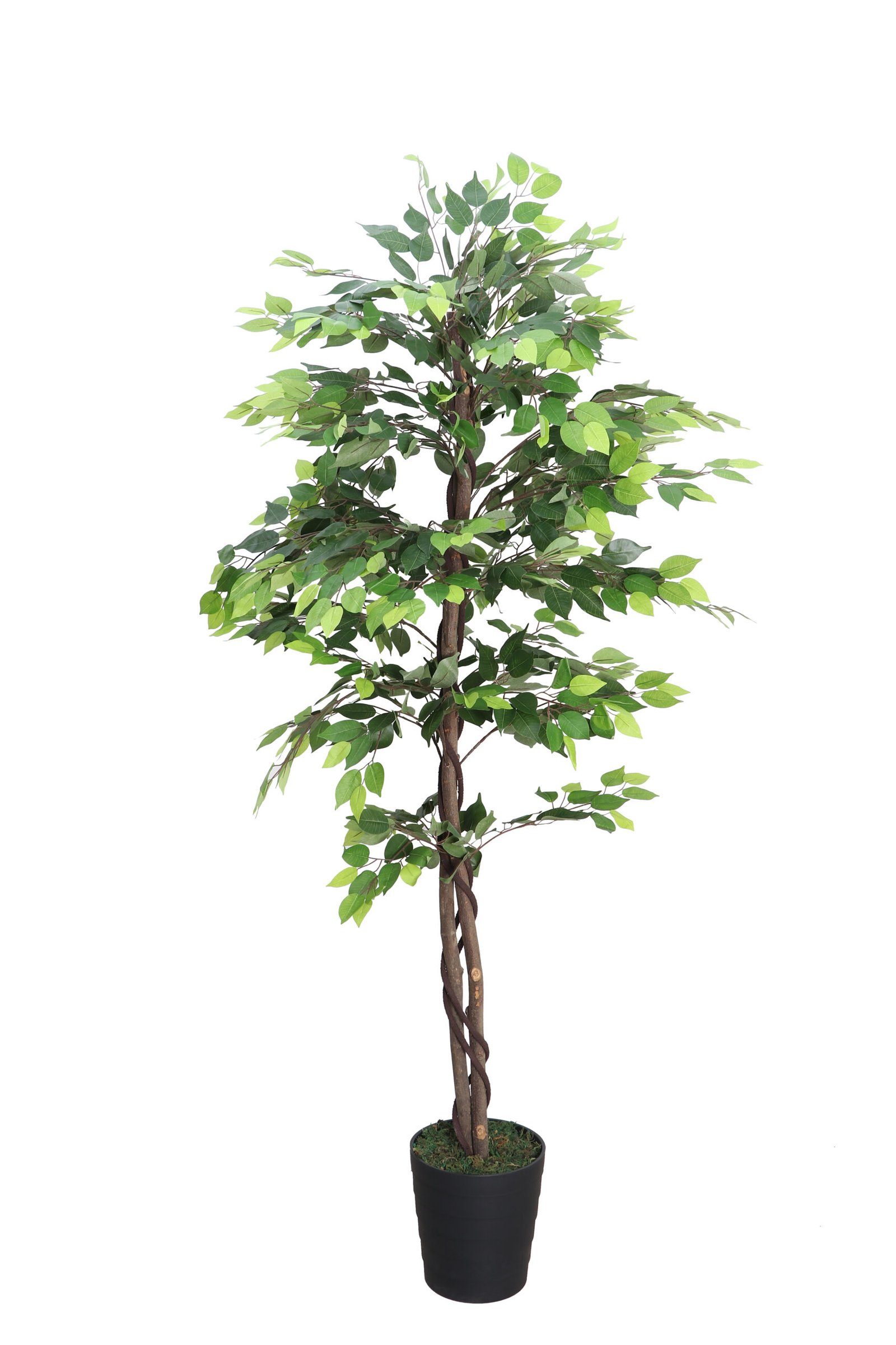 Deco World Artificial Ficus Plant with Natural Wooden Trunk – 6 Feet